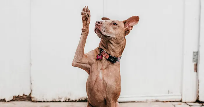 Pergunta: afinal, o que é marketing digital e como funciona?